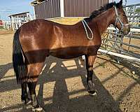 sock-on-right-hind-foot-horse