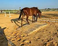 bay-sock-on-right-hind-foot-horse