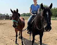 augusta-mustang-horse
