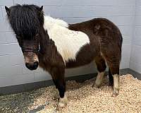 beginner-icelandic-horse