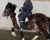finished-icelandic-horse