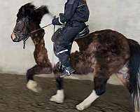 gaited-icelandic-horse