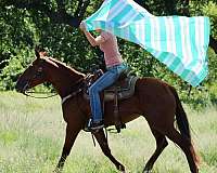 athletic-quarter-horse