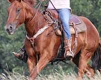 beginner-quarter-horse