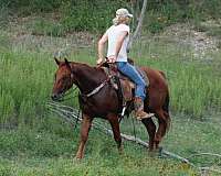 drill-team-quarter-horse