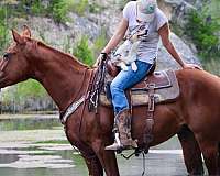 heel-quarter-horse