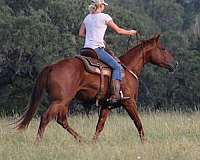 husband-safe-quarter-horse