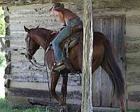 parade-quarter-horse