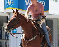 performance-quarter-horse