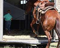ridden-english-quarter-horse
