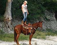 roping-quarter-horse