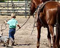 trail-quarter-horse