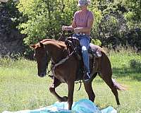 trail-riding-quarter-horse