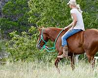 team-roping-quarter-horse