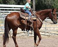 ridden-western-quarter-horse