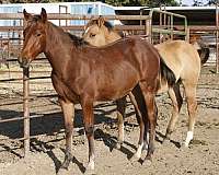 ncha-eligible-horse