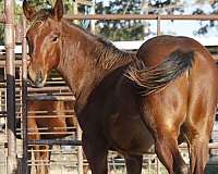 ncha-eligible-quarter-horse