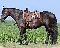 athletic-friesian-horse