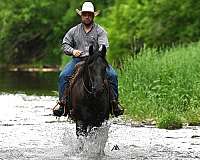 companion-friesian-horse
