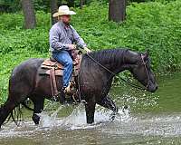 dressage-friesian-horse