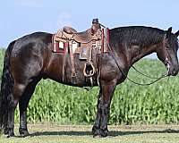 drill-team-friesian-horse