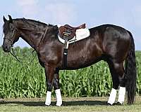 english-pleasure-friesian-horse