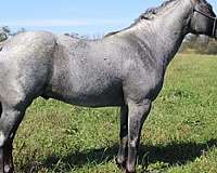 star-horse