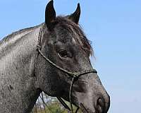 blue-roan-star-horse