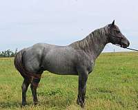 all-around-quarter-horse