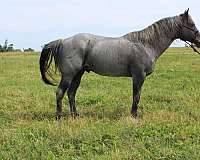 calf-roping-quarter-horse