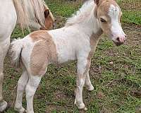 miniature-colt