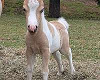 miniature-horse-for-sale