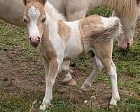 miniature-horse