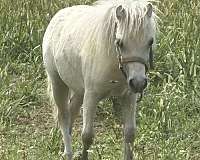 palomino-white-weanling