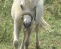 palomino-white-palomino-weanling