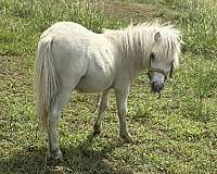 palomino-white-colt