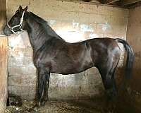 breeding-sound-morgan-horse