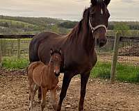 don-morgan-horse