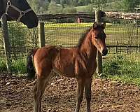 far-morgan-horse