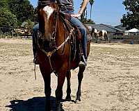 quarab-horse-for-sale