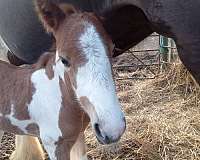 red-roan-roan-color-producer-horse