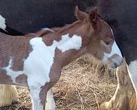 red-roan-roan-gvhs-colt