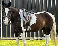 tobiano-black-paint-horse