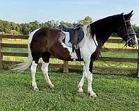 brown-horse