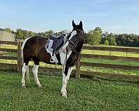 white-horse