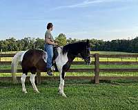 black-paint-horse