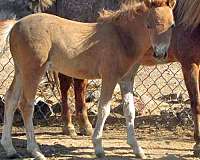 developing-white-hairs-over-back-rear-horse