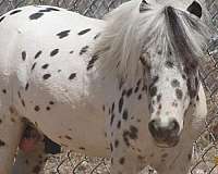 sorrel-developing-white-hairs-over-back-rear-horse