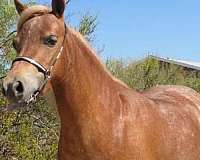 developing-white-hairs-over-back-rear