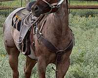 all-around-quarter-horse